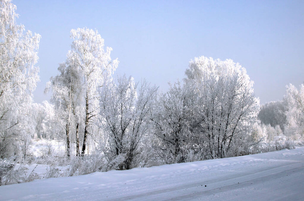 冬には道路近くの白樺林。素晴らしい風景. - 写真・画像