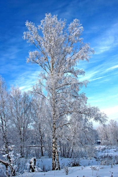 晴れた冬の日。澄んだ霜の青い空。森の中に二本の小さな白樺の木. - 写真・画像