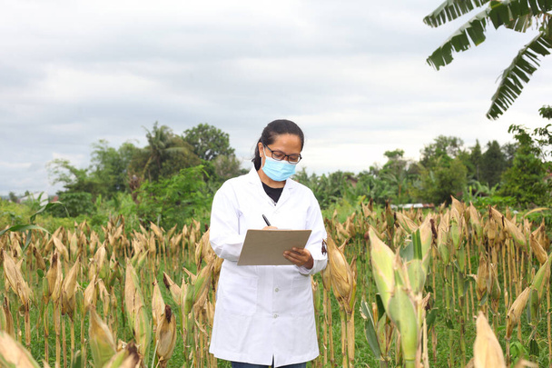 Aasian biotekniikka nainen insinööri tutkii maissi kasvi ja suorittaa tutkimusta maissi alalla. - Valokuva, kuva
