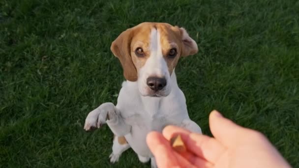 Beagle hond springt op twee voeten in slow motion bovenaanzicht. - Video