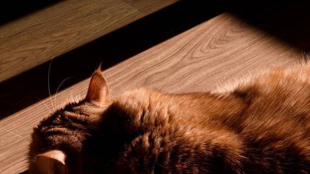 Parte posterior del gato rojo durmiendo en el suelo de madera - Foto, Imagen