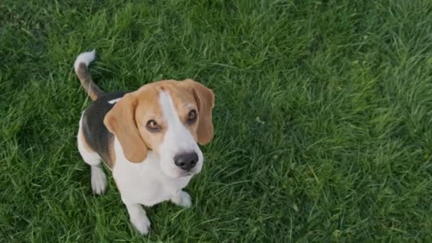 Beagle hond springt op twee voeten in slow motion bovenaanzicht. - Video