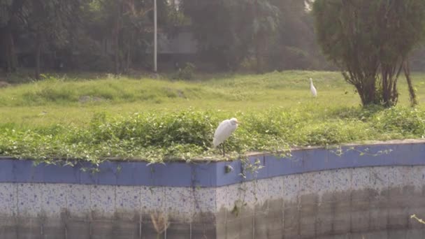 Great white egret or Great white heron spotted in front or back yard lawn in public park in Rabindra Sarovar Lake kolkata west India South Asia Pacific - Footage, Video
