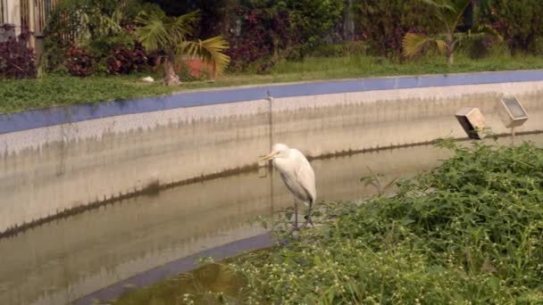 Great white egret or Great white heron spotted in front or back yard lawn in public park in Rabindra Sarovar Lake kolkata west India South Asia Pacific - Footage, Video