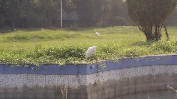 Grande aigrette blanche ou Grand héron blanc repéré devant ou derrière la pelouse dans le parc public de Rabindra Sarovar Lake kolkata ouest de l'Inde Asie du Sud-Pacifique - Séquence, vidéo
