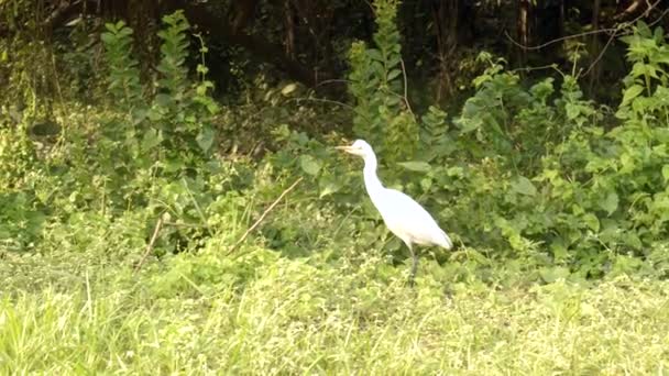 Grande garzetta bianca o airone bianco macchiato davanti o dietro prato cortile nel parco pubblico a Rabindra Sarovar Lago di Calcutta India occidentale Asia meridionale Pacifico - Filmati, video