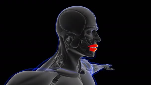 Orbicularis Oris Muskelanatomie für medizinische Konzeptschleifen-fähige Animation 3D Illustration - Filmmaterial, Video