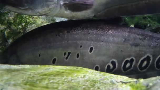 Un grande pesce nero macchiato dormire e un pesce al pascolo su di esso - Filmati, video