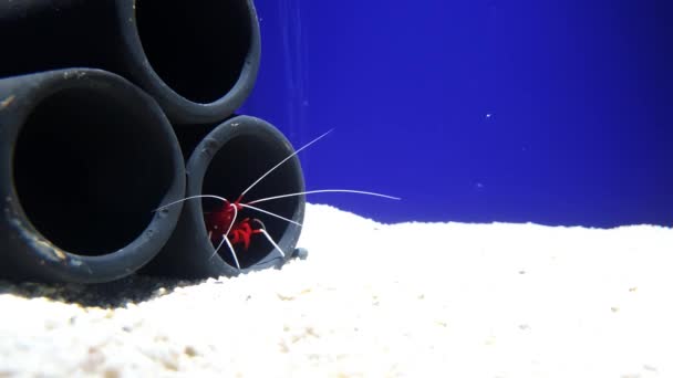 Egy vörös garnélarák rejtőzik egy fekete vödörben, kék háttér és fehér homok - Felvétel, videó