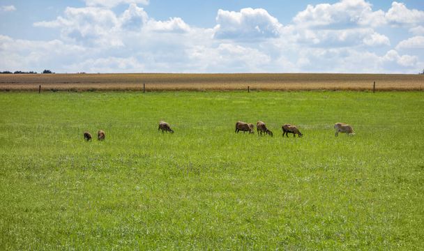 夏の間にホーエンローエの牧草地でヤギを含む農村風景 - 写真・画像