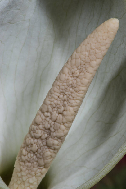 Białe Serce Jezusa Kwiat (Caladium bicolor) - Zdjęcie, obraz