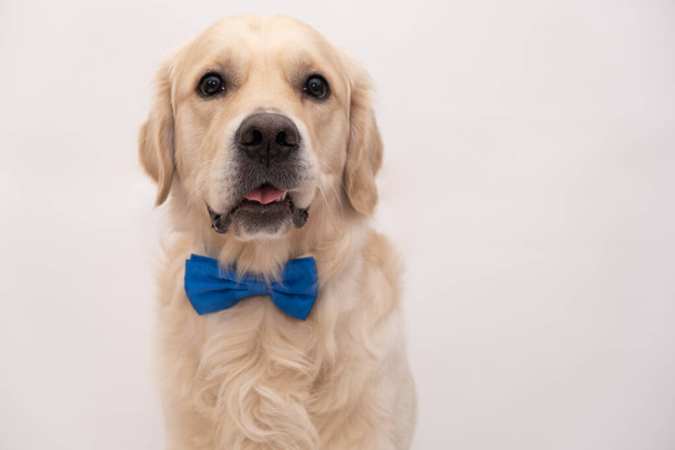 The dog in a blue bow tie sits on a white background. Golden Retriever for the holidays: Valentine's Day, Birthday, Halloween. - Fotografie, Obrázek