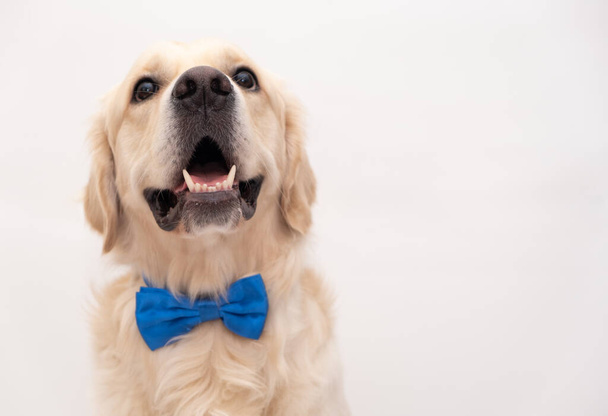 The dog in a blue bow tie sits on a white background. Golden Retriever for the holidays: Valentine's Day, Birthday, Halloween. - Photo, Image
