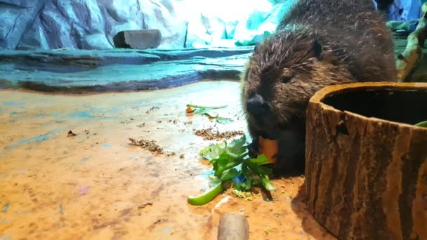 Rysunek dużego bobra jedzącego marchewkę - Materiał filmowy, wideo
