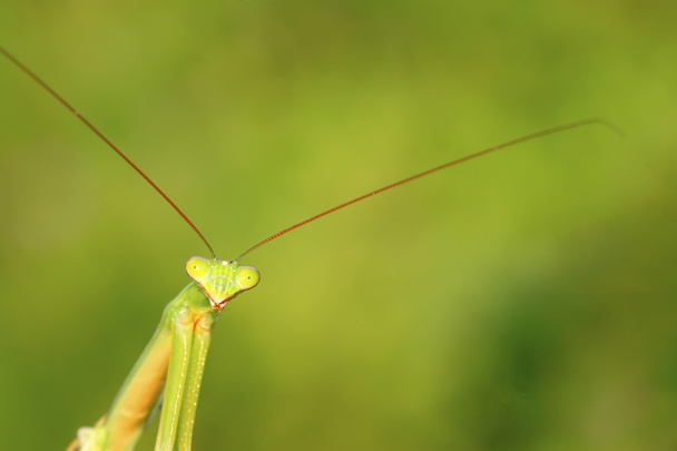 tenodera mantis - Photo, Image
