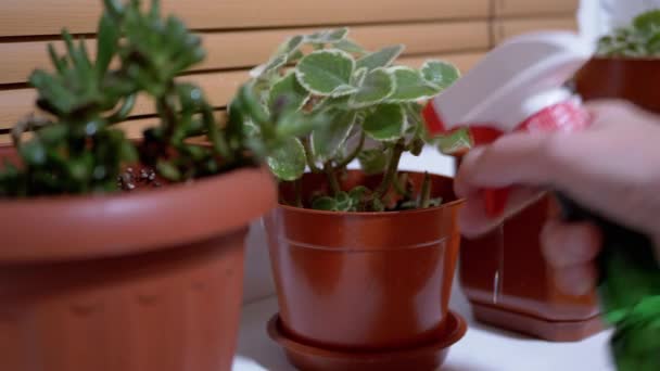 Γυναικεία χέρια ψεκάζοντας πράσινα φύλλα του φυτού λουλουδιών σε γλάστρα στο Windowsill στο σπίτι - Πλάνα, βίντεο