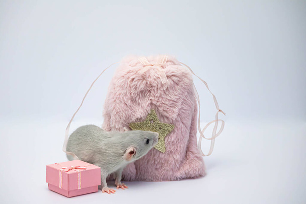 A gray decorative rat hid in a pink fur bag. The rat stuck out its nose and sniffs - Valokuva, kuva