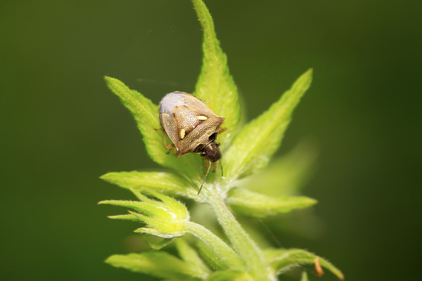 stinkbug op groen blad - Foto, afbeelding