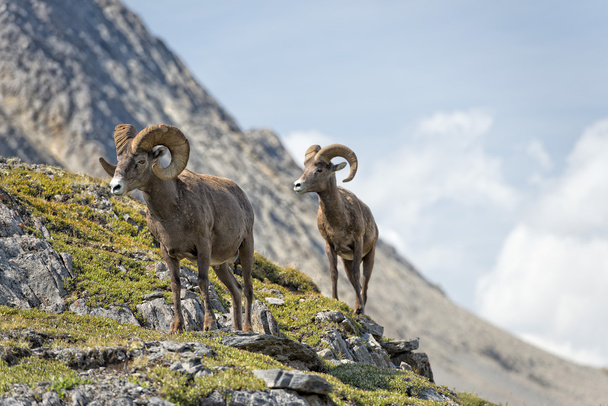Big Horn Sheep portrait while walking on the mountain edge - Фото, зображення