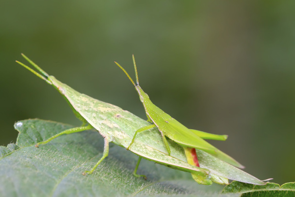 Locust  - Fotografie, Obrázek