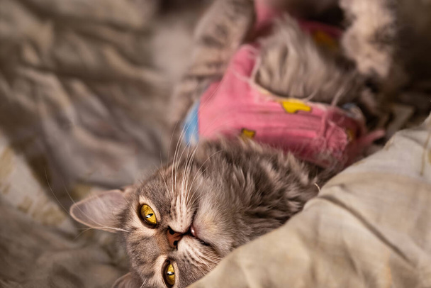 Gato rayado en una manta postoperatoria yace y descansa - Foto, imagen