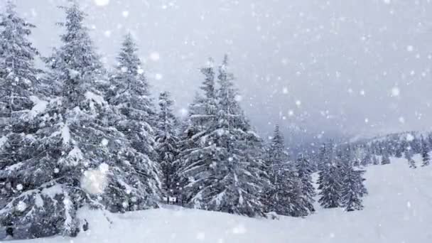 Όμορφο χνουδωτό χιόνι στα κλαδιά των δέντρων. Το χιόνι πέφτει όμορφα από τα κλαδιά του έλατου. Χειμερινό παραμύθι, δέντρα σε αιχμαλωσία χιονιού. Χιονίζει βίντεο χειμώνα - Πλάνα, βίντεο
