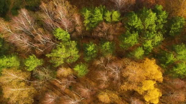 Kleurrijke herfstkleuren in bosvorm boven, gevangen met een drone. - Video