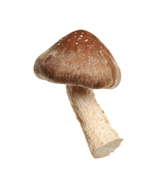 Fresh wild shiitake mushroom isolated on white - Fotó, kép