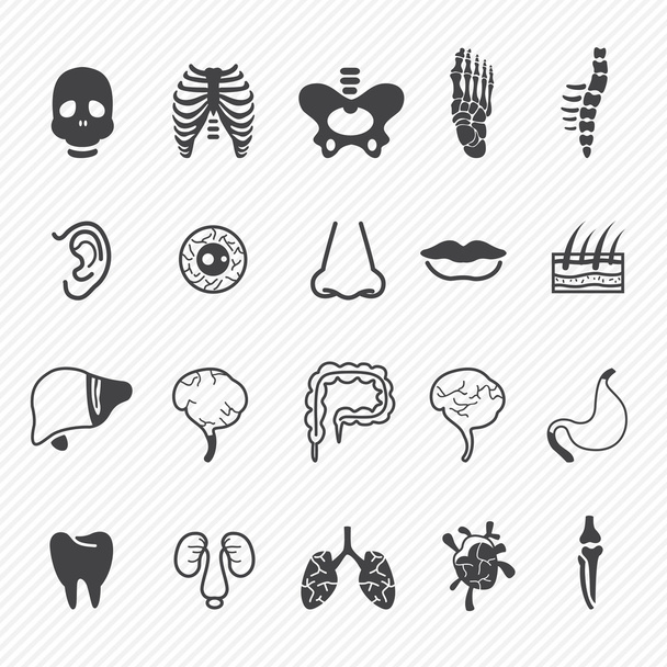 Human anatomy icons - Vector, Image