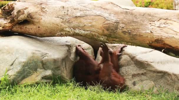 Мужской орангутанг отдыхает и отдыхает на траве под деревом в зоопарке - Кадры, видео