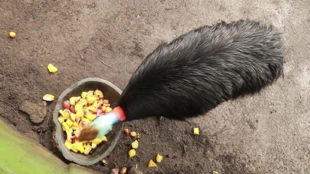 Video in alto di un cassowary che mangia frutta da una ciotola di pietra - Filmati, video