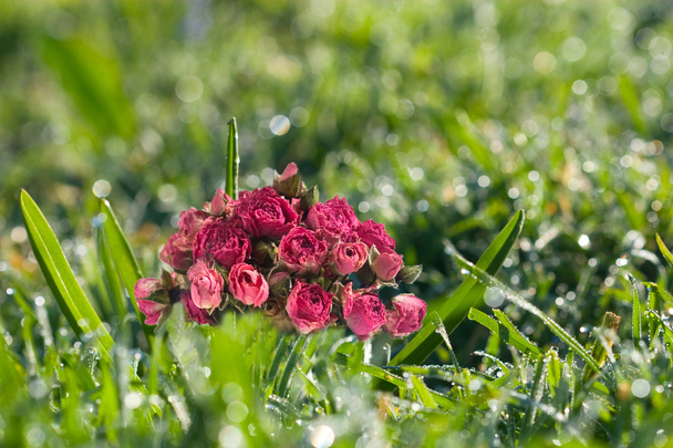バラと春の草露のコラージュ - 写真・画像