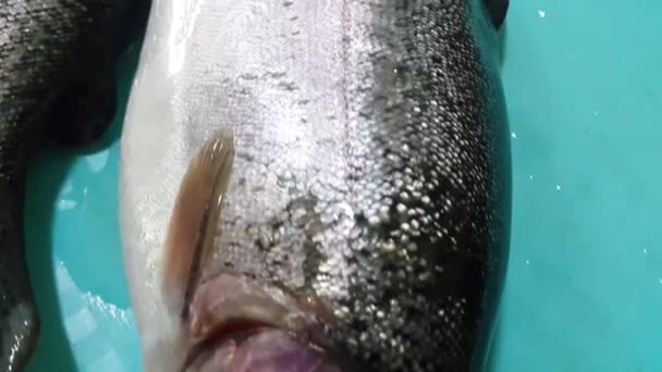 Vis close-up met een grijze of grijze en zilverkleurige glanzende huidschubben geïsoleerd op een blauwe achtergrond. Vishuid textuur patroon achtergrond. - Video