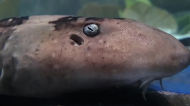 Közelkép egy ismeretlen hal arcáról és szeméről - Felvétel, videó
