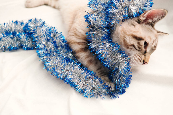söpö kissa leikkii juhlava joulu tinsel - Valokuva, kuva