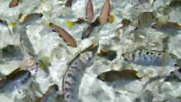 La comparsa di graziosi pesci in acque limpide - Filmati, video