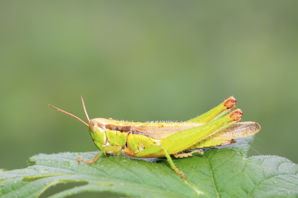 kobylky na zelený list v přírodě - Fotografie, Obrázek