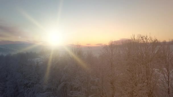 Górny widok na wysokie Karpaty i rosnące na nich drzewa, pokryte śniegiem. Ośnieżone piękne terytorium Karpat na tle jasnego słońca i nieba bez ludzi. - Materiał filmowy, wideo