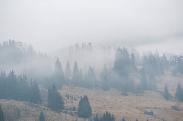 Sparrenbos in de herfst of winter Gele berghellingen in de mist op bewolkt weer - Foto, afbeelding