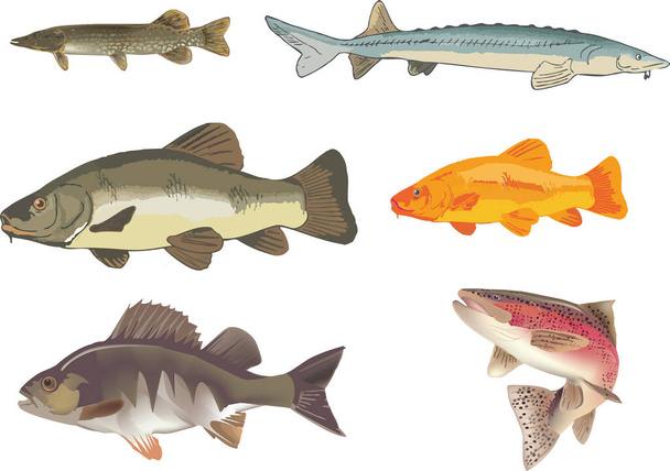 freshwater fish perch stun trout - ベクター画像