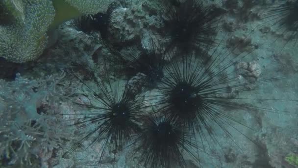Malapascua, Filipinler 'de uzun omurgalı bir deniz kestanesi (Diadema setosum) - Video, Çekim