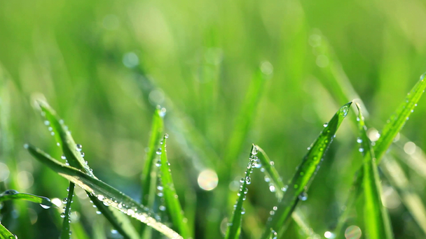 Zelená tráva - Záběry, video