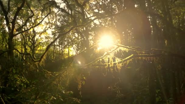 Η λάμψη του βραδινού ήλιου που πηγάζει από το τροπικό δάσος σε ένα μονοπάτι της φύσης γύρω από το Kew Mae Pan, Chiang Mai, Ταϊλάνδη. - Πλάνα, βίντεο