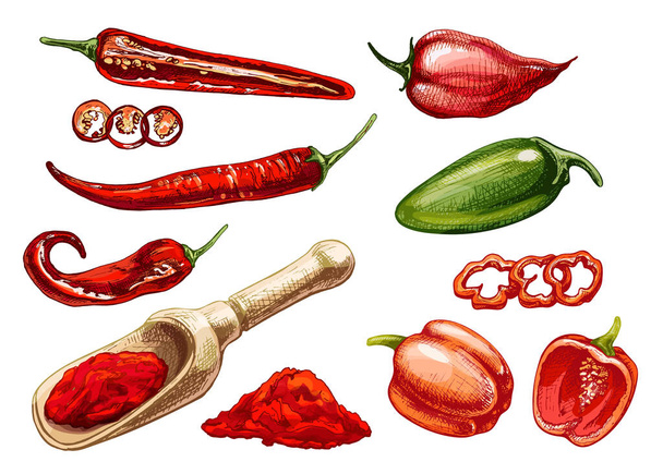 Chilli, jalapeno, habanero whole, half, slice and crushed pieces in wood scoop. Vector vintage hatching color illustration.  - Vektori, kuva