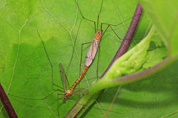mosquitoes insects mating on green leaf  - Photo, Image