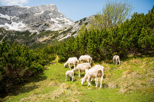 kudde schapen grazen op alpenweide omgeven door bergen. - Foto, afbeelding