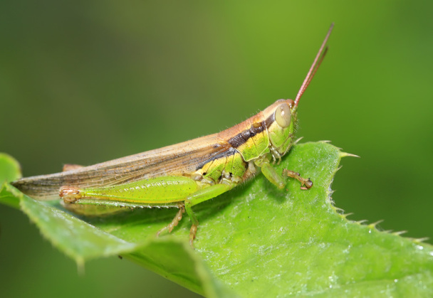 kobylky na zelený list v přírodě - Fotografie, Obrázek