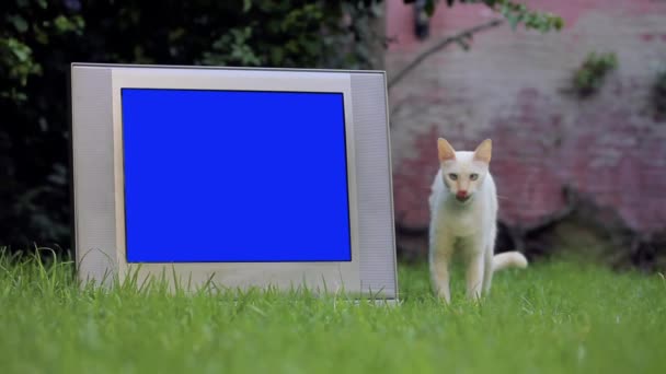 青い画面と白い猫の屋外と古いレトロテレビ。青い画面を必要な映像や画像に置き換えることができます。After Effectsやその他のビデオ編集ソフトウェアでキーエフェクトを使用することができます(チュートリアルを確認してください) 。). - 映像、動画