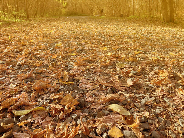 Autumn leaves backround. Brown yellow color - Valokuva, kuva