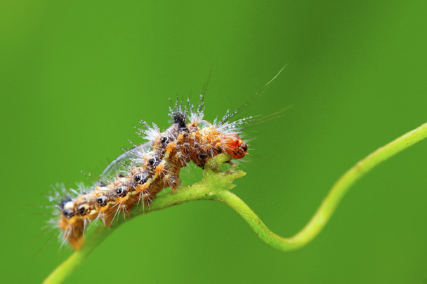 butterfly larvae - caterpillar - Photo, Image